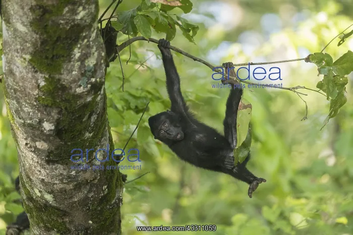 : Asie, indonesie, Sulawesi, Sulawesi : Asie, indonesie, Sulawesi, Sulawesi