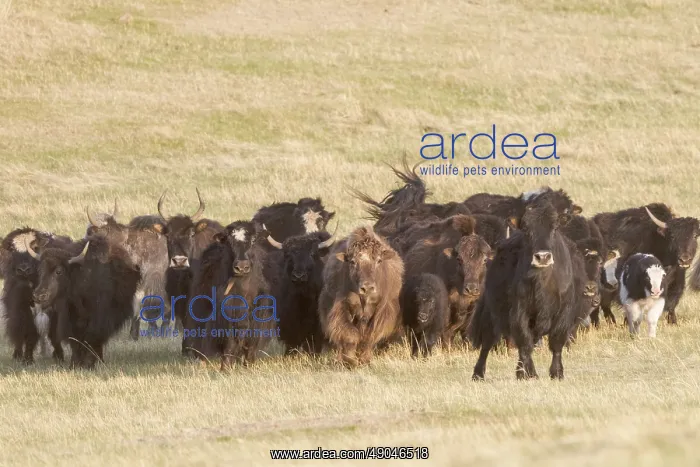 : YAK. Asie, Mongolie, Asie, Mongolie, Parc national Hustai, Troupeau de Yack domestiques : YAK. Asie, Mongolie, Asie, Mongolie, Parc national Hustai, Troupeau de Yack domestiques