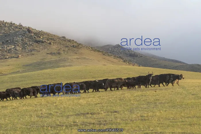 : YAK. Asie, Mongolie, Asie, Mongolie, Parc national Hustai, Troupeau de Yack domestiques : YAK. Asie, Mongolie, Asie, Mongolie, Parc national Hustai, Troupeau de Yack domestiques