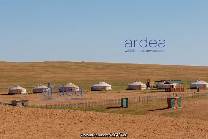 : YURTS. Asie, Mongolie, Est de la Mongolie, Steppe : YURTS. Asie, Mongolie, Est de la Mongolie, Steppe