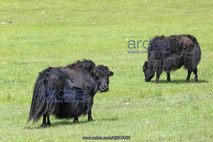 : YAK. Asie, Mongolie, Est de la Mongolie, Steppe, Troupeau de Yack domestiques : YAK. Asie, Mongolie, Est de la Mongolie, Steppe, Troupeau de Yack domestiques