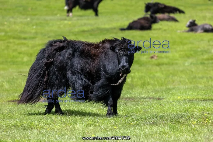 : YAK. Asie, Mongolie, Est de la Mongolie, Steppe, Troupeau de Yack domestiques : YAK. Asie, Mongolie, Est de la Mongolie, Steppe, Troupeau de Yack domestiques