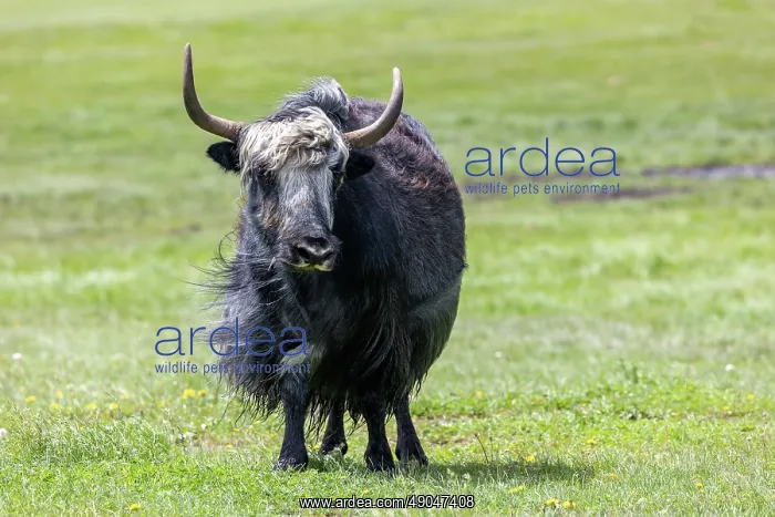 : YAK. Asie, Mongolie, Est de la Mongolie, Steppe, Troupeau de Yack domestiques : YAK. Asie, Mongolie, Est de la Mongolie, Steppe, Troupeau de Yack domestiques