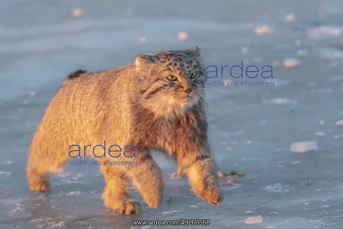 : Asie, Mongolie, Est de la Mongolie, Steppe, Chat : Asie, Mongolie, Est de la Mongolie, Steppe, Chat