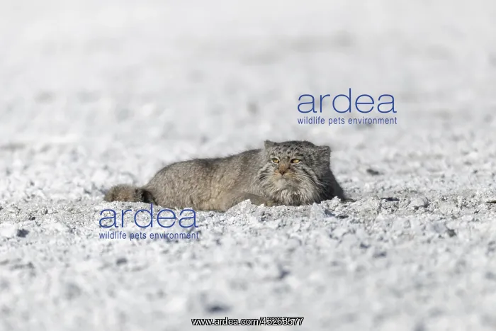: Asie, Mongolie, Est de la Mongolie, Steppe, Chat : Asie, Mongolie, Est de la Mongolie, Steppe, Chat