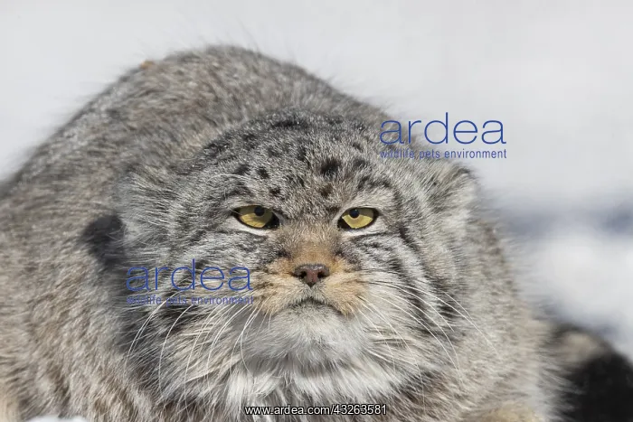 : Asie, Mongolie, Est de la Mongolie, Steppe, Chat : Asie, Mongolie, Est de la Mongolie, Steppe, Chat
