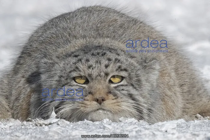 : Asie, Mongolie, Est de la Mongolie, Steppe, Chat : Asie, Mongolie, Est de la Mongolie, Steppe, Chat