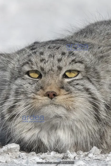 : Asie, Mongolie, Est de la Mongolie, Steppe, Chat : Asie, Mongolie, Est de la Mongolie, Steppe, Chat