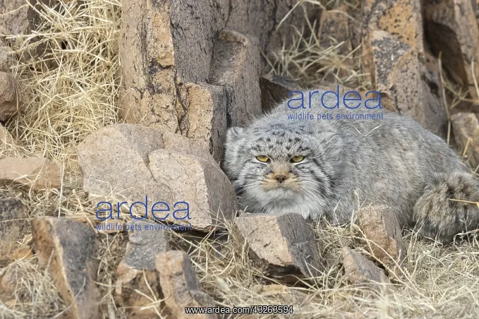  : Asie, Mongolie, Est de la Mongolie, Steppe, Chat