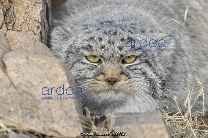 : Asie, Mongolie, Est de la Mongolie, Steppe, Chat : Asie, Mongolie, Est de la Mongolie, Steppe, Chat