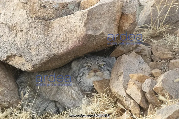 : Asie, Mongolie, Est de la Mongolie, Steppe, Chat : Asie, Mongolie, Est de la Mongolie, Steppe, Chat