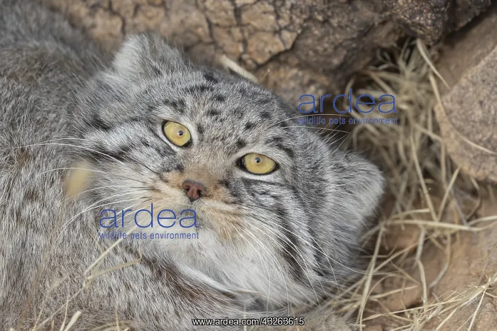 : Asie, Mongolie, Est de la Mongolie, Steppe, Chat : Asie, Mongolie, Est de la Mongolie, Steppe, Chat
