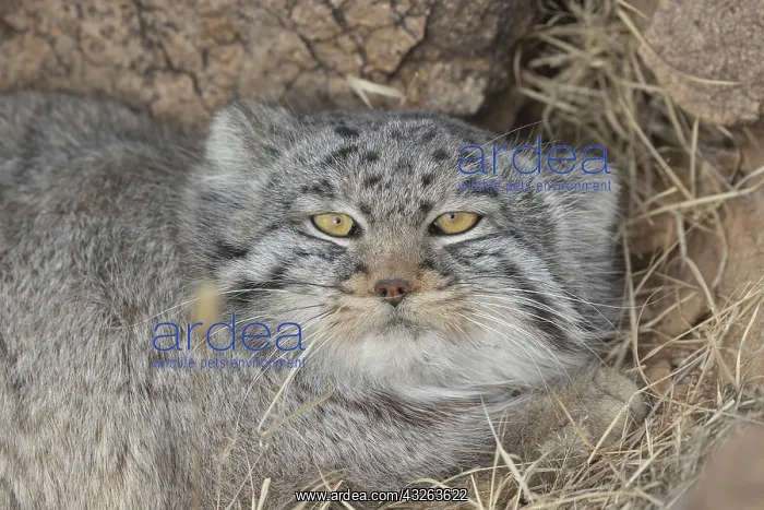 : Asie, Mongolie, Est de la Mongolie, Steppe, Chat : Asie, Mongolie, Est de la Mongolie, Steppe, Chat