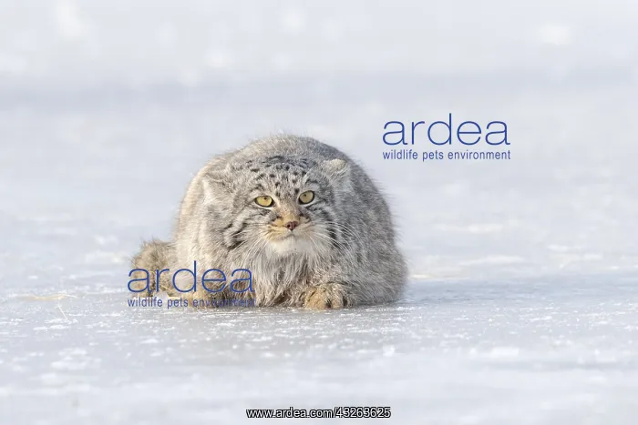 : Asie, Mongolie, Est de la Mongolie, Steppe, Chat : Asie, Mongolie, Est de la Mongolie, Steppe, Chat