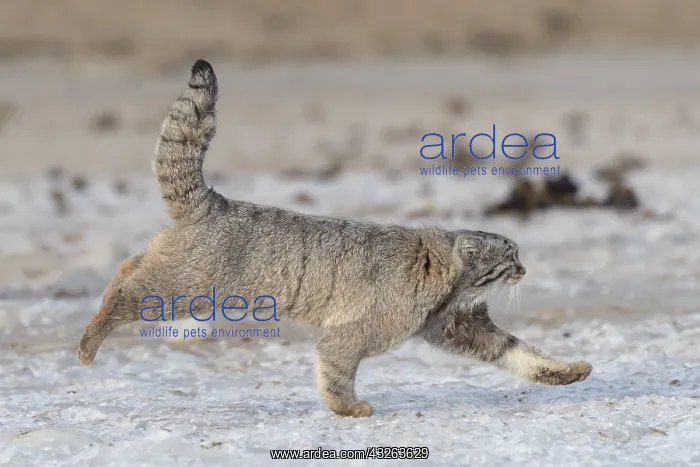 : Asie, Mongolie, Est de la Mongolie, Steppe, Chat : Asie, Mongolie, Est de la Mongolie, Steppe, Chat