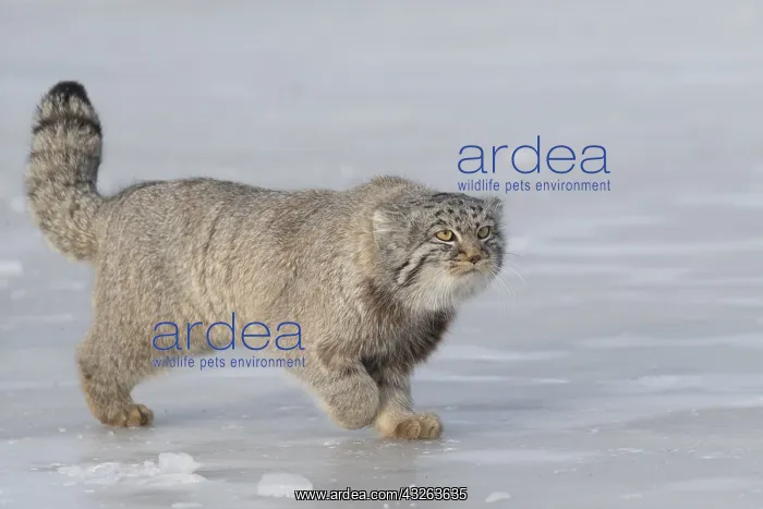 : Asie, Mongolie, Est de la Mongolie, Steppe, Chat : Asie, Mongolie, Est de la Mongolie, Steppe, Chat