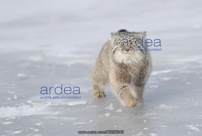 : Asie, Mongolie, Est de la Mongolie, Steppe, Chat : Asie, Mongolie, Est de la Mongolie, Steppe, Chat