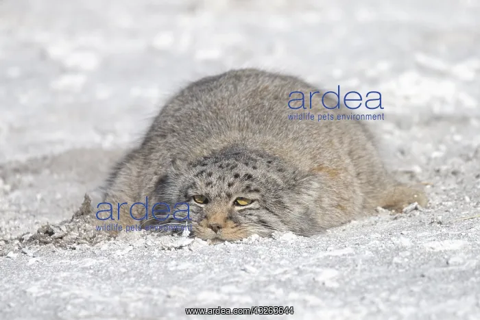 : Asie, Mongolie, Est de la Mongolie, Steppe, Chat : Asie, Mongolie, Est de la Mongolie, Steppe, Chat
