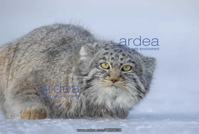 : Asie, Mongolie, Est de la Mongolie, Steppe, Chat : Asie, Mongolie, Est de la Mongolie, Steppe, Chat
