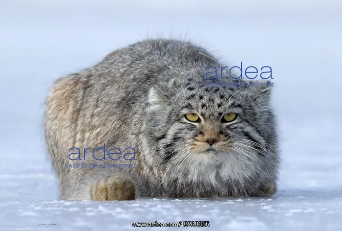 : Asie, Mongolie, Est de la Mongolie, Steppe, Chat : Asie, Mongolie, Est de la Mongolie, Steppe, Chat