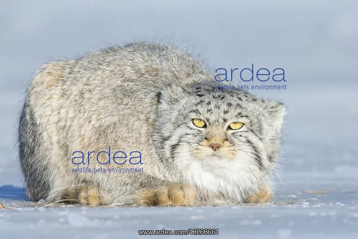 : Asie, Mongolie, Est de la Mongolie, Steppe, Chat : Asie, Mongolie, Est de la Mongolie, Steppe, Chat