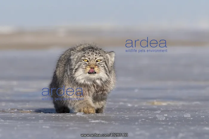 : Asie, Mongolie, Est de la Mongolie, Steppe, Chat : Asie, Mongolie, Est de la Mongolie, Steppe, Chat