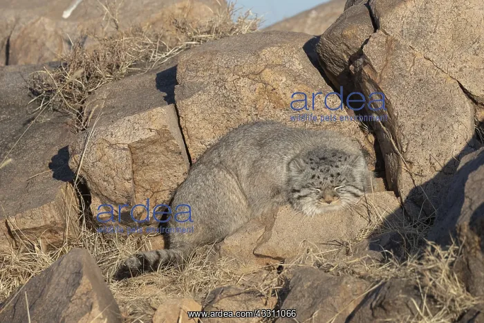  : Asie, Mongolie, Est de la Mongolie, Steppe, Chat