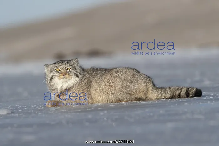 : Asie, Mongolie, Est de la Mongolie, Steppe, Chat : Asie, Mongolie, Est de la Mongolie, Steppe, Chat