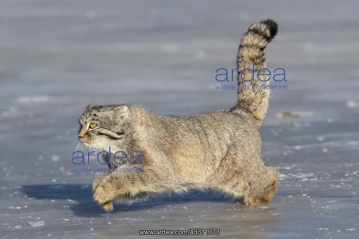 : Asie, Mongolie, Est de la Mongolie, Steppe, Chat : Asie, Mongolie, Est de la Mongolie, Steppe, Chat