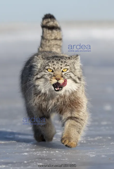 : Asie, Mongolie, Est de la Mongolie, Steppe, Chat