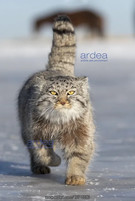 : Asie, Mongolie, Est de la Mongolie, Steppe, Chat : Asie, Mongolie, Est de la Mongolie, Steppe, Chat