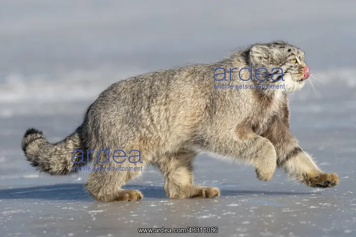 : Asie, Mongolie, Est de la Mongolie, Steppe, Chat : Asie, Mongolie, Est de la Mongolie, Steppe, Chat