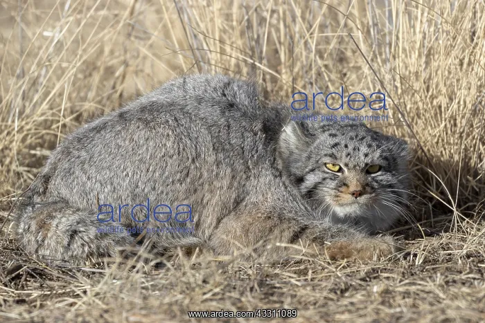 : Asie, Mongolie, Est de la Mongolie, Steppe, Chat : Asie, Mongolie, Est de la Mongolie, Steppe, Chat