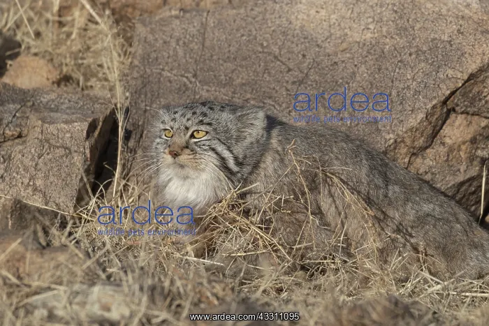 : Asie, Mongolie, Est de la Mongolie, Steppe, Chat : Asie, Mongolie, Est de la Mongolie, Steppe, Chat