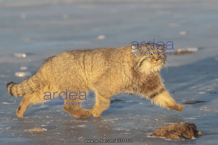 : Asie, Mongolie, Est de la Mongolie, Steppe, Chat : Asie, Mongolie, Est de la Mongolie, Steppe, Chat