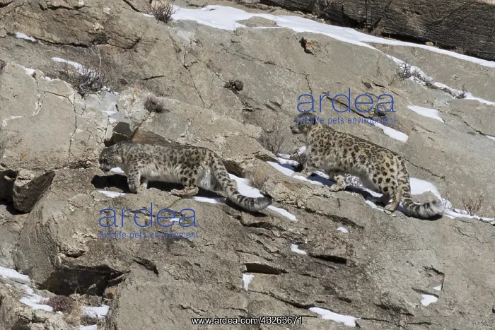 : Asie, Mongolie, Ouest de la Mongolie, Montagnes : Asie, Mongolie, Ouest de la Mongolie, Montagnes