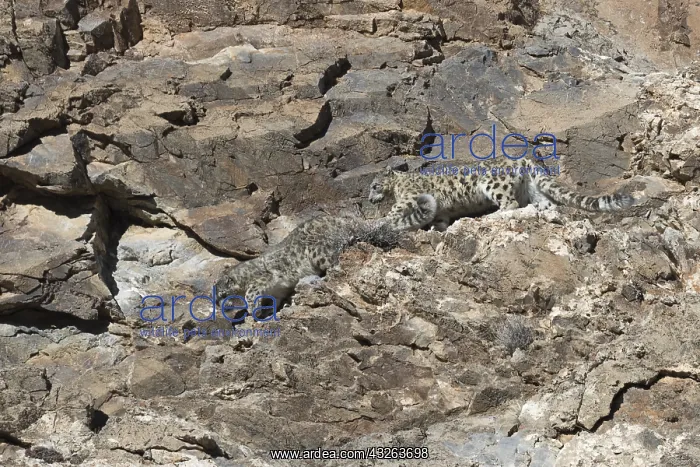: Asie, Mongolie, Ouest de la Mongolie, Montagnes : Asie, Mongolie, Ouest de la Mongolie, Montagnes