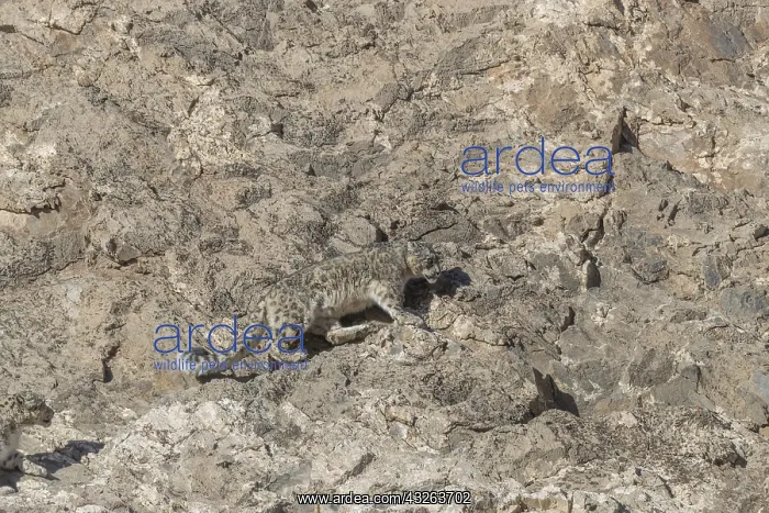 : Asie, Mongolie, Ouest de la Mongolie, Montagnes : Asie, Mongolie, Ouest de la Mongolie, Montagnes