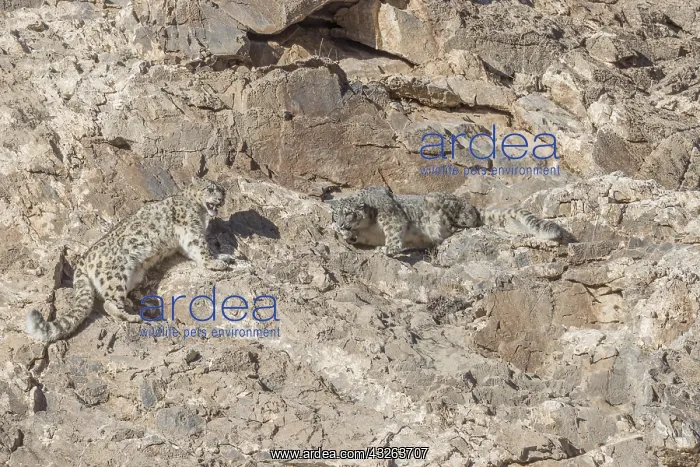 : Asie, Mongolie, Ouest de la Mongolie, Montagnes : Asie, Mongolie, Ouest de la Mongolie, Montagnes