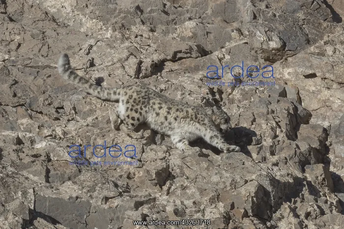 : Asie, Mongolie, Ouest de la Mongolie, Montagnes : Asie, Mongolie, Ouest de la Mongolie, Montagnes