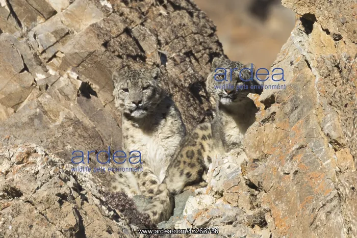 : Asie, Mongolie, Ouest de la Mongolie, Montagnes : Asie, Mongolie, Ouest de la Mongolie, Montagnes