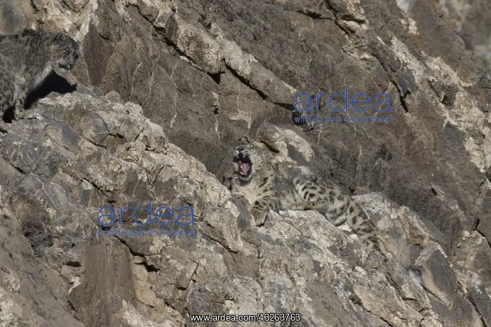 : Asie, Mongolie, Ouest de la Mongolie, Montagnes : Asie, Mongolie, Ouest de la Mongolie, Montagnes