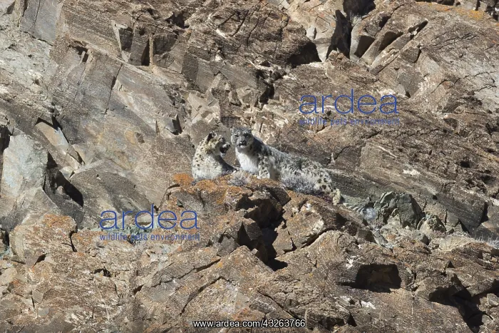 : Asie, Mongolie, Ouest de la Mongolie, Montagnes : Asie, Mongolie, Ouest de la Mongolie, Montagnes