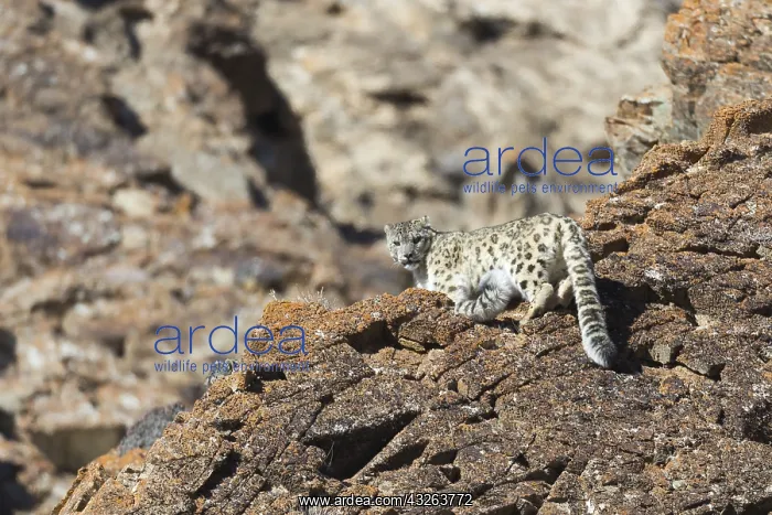 : Asie, Mongolie, Ouest de la Mongolie, Montagnes : Asie, Mongolie, Ouest de la Mongolie, Montagnes