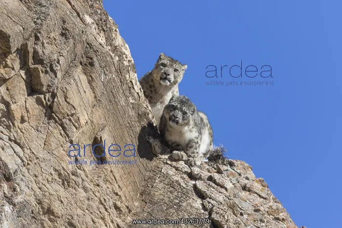 : Asie, Mongolie, Ouest de la Mongolie, Montagnes : Asie, Mongolie, Ouest de la Mongolie, Montagnes