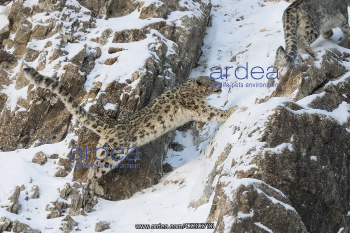 : Asie, Mongolie, Ouest de la Mongolie, Montagnes : Asie, Mongolie, Ouest de la Mongolie, Montagnes