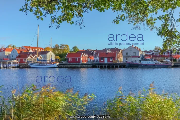 : Askersund lakefront - picturesque houses and boats on the la : Askersund lakefront - picturesque houses and boats on the la