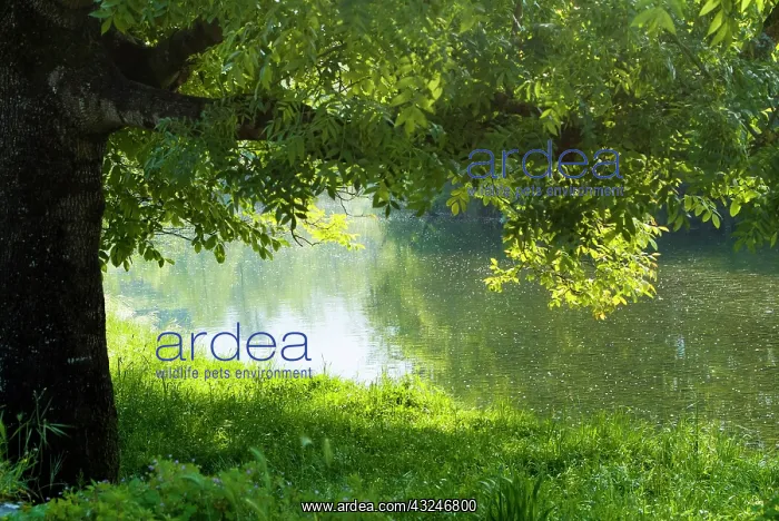 : Ason river. Ramales de la Victoria. Cantabria : Ason river. Ramales de la Victoria. Cantabria