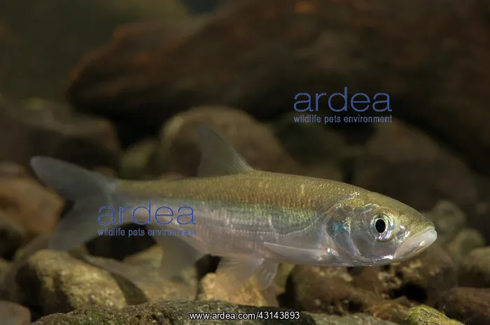 : Asp (Aspius aspius) : Asp (Aspius aspius)