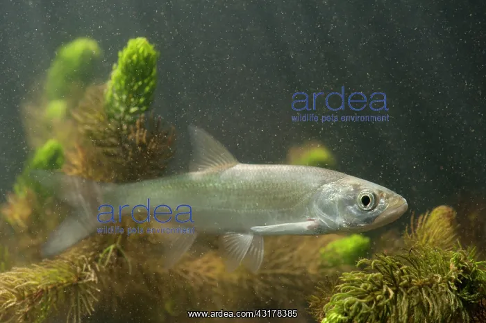 : Asp (Aspius aspius) swimming : Asp (Aspius aspius) swimming